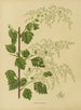 Flore hollandaise et Pomone Pl. 10 - Abraham Jacobus Wendel — artwork view