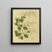 Flore hollandaise et Pomone Pl. 10 - Abraham Jacobus Wendel — framed artwork on a wall