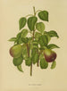 Flore hollandaise et Pomone Pl. 11 - Abraham Jacobus Wendel — artwork view