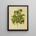 Flore hollandaise et Pomone Pl. 11 - Abraham Jacobus Wendel — framed artwork on a wall