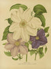 Flore hollandaise et Pomone Pl. 12 - Abraham Jacobus Wendel — artwork view