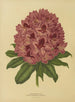 Flore hollandaise et Pomone Pl. 13 - Abraham Jacobus Wendel — artwork view