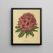 Flore hollandaise et Pomone Pl. 13 - Abraham Jacobus Wendel — framed artwork on a wall