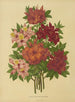 Flore hollandaise et Pomone Pl. 15 - Abraham Jacobus Wendel — artwork view