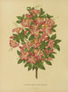 Flore hollandaise et Pomone Pl. 16 - Abraham Jacobus Wendel — artwork view