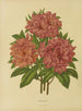 Flore hollandaise et Pomone 17 - Abraham Jacobus Wendel — artwork view