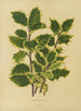 Flore hollandaise et Pomone 18 - Abraham Jacobus Wendel — artwork view