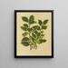 Flore hollandaise et Pomone 18 - Abraham Jacobus Wendel — framed artwork on a wall