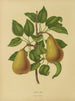 Flore hollandaise et Pomone PL19 - Abraham Jacobus Wendel — artwork view