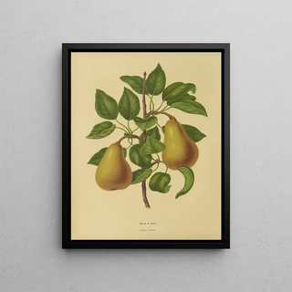 Abraham Jacobus Wendel - Nederlandsche flora en pomona Pl19.webp