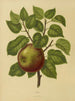 Flore hollandaise et Pomone PL20 - Abraham Jacobus Wendel — artwork view