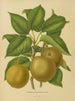 Flore hollandaise et Pomone PL21 - Abraham Jacobus Wendel — artwork view