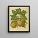 Flore hollandaise et Pomone PL21 - Abraham Jacobus Wendel — framed artwork on a wall