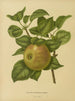 Flore hollandaise et Pomone PL23 - Abraham Jacobus Wendel — artwork view