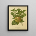 Flore hollandaise et Pomone PL23 - Abraham Jacobus Wendel — framed artwork on a wall