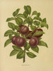 Flore hollandaise et Pomone PL24 - Abraham Jacobus Wendel — artwork view