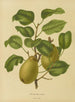 Flore hollandaise et Pomone PL25 - Abraham Jacobus Wendel — artwork view