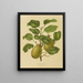 Flore hollandaise et Pomone PL25 - Abraham Jacobus Wendel — framed artwork on a wall
