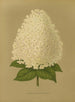 Flore hollandaise et Pomone PL26 - Abraham Jacobus Wendel — artwork view