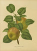 Flore hollandaise et Pomone PL27 - Abraham Jacobus Wendel — artwork view
