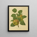 Flore hollandaise et Pomone PL27 - Abraham Jacobus Wendel — framed artwork on a wall