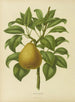 Flore hollandaise et Pomone PL28 - Abraham Jacobus Wendel — artwork view