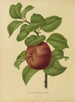 Flore hollandaise et Pomone PL29 - Abraham Jacobus Wendel — artwork view