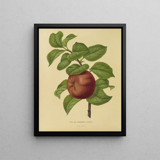 Abraham Jacobus Wendel - Nederlandsche flora en pomona Pl29.webp