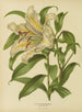 Flore hollandaise et Pomone PL30 - Abraham Jacobus Wendel — artwork view