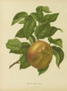 Flore hollandaise et Pomone PL31 - Abraham Jacobus Wendel — artwork view