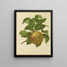 Flore hollandaise et Pomone PL31 - Abraham Jacobus Wendel — framed artwork on a wall