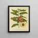 Flore hollandaise et Pomone PL32 - Abraham Jacobus Wendel — framed artwork on a wall