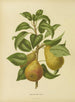 Flore hollandaise et Pomone PL33 - Abraham Jacobus Wendel — artwork view