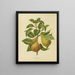 Flore hollandaise et Pomone PL33 - Abraham Jacobus Wendel — framed artwork on a wall