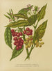 Flore hollandaise et Pomone PL34 - Abraham Jacobus Wendel — artwork view