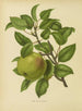 Flore hollandaise et Pomone PL35 - Abraham Jacobus Wendel — artwork view