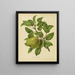 Flore hollandaise et Pomone PL35 - Abraham Jacobus Wendel — framed artwork on a wall
