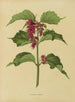 Flore hollandaise et Pomone PL36 - Abraham Jacobus Wendel — artwork view