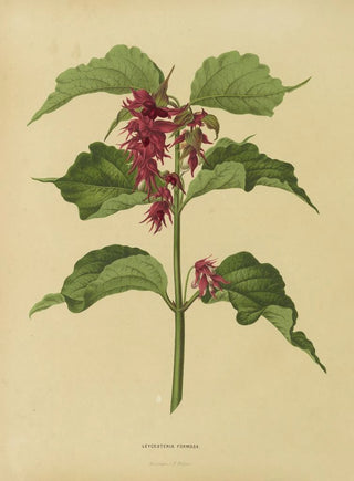 Abraham Jacobus Wendel - Nederlandsche flora en pomona Pl36.webp