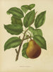 Flore hollandaise et Pomone PL37 - Abraham Jacobus Wendel — artwork view