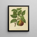 Flore hollandaise et Pomone PL37 - Abraham Jacobus Wendel — framed artwork on a wall