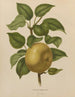 Flore hollandaise et Pomone PL38 - Abraham Jacobus Wendel — artwork view