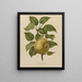 Flore hollandaise et Pomone PL38 - Abraham Jacobus Wendel — framed artwork on a wall