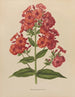Flore hollandaise et Pomone PL39 - Abraham Jacobus Wendel — artwork view