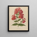 Flore hollandaise et Pomone PL39 - Abraham Jacobus Wendel — framed artwork on a wall