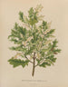 Flore hollandaise et Pomone PL40 - Abraham Jacobus Wendel — artwork view