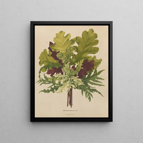 Abraham Jacobus Wendel - Nederlandsche flora en pomona Pl42.webp