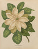 Flore hollandaise et Pomone PL43 - Abraham Jacobus Wendel — artwork view