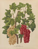 Flore hollandaise et Pomone PL44 - Abraham Jacobus Wendel — artwork view