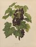 Flore hollandaise et Pomone PL45 - Abraham Jacobus Wendel — artwork view
